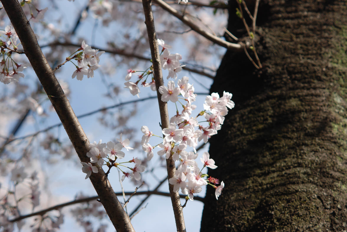 f:id:hachi-log:20220401210658j:plain