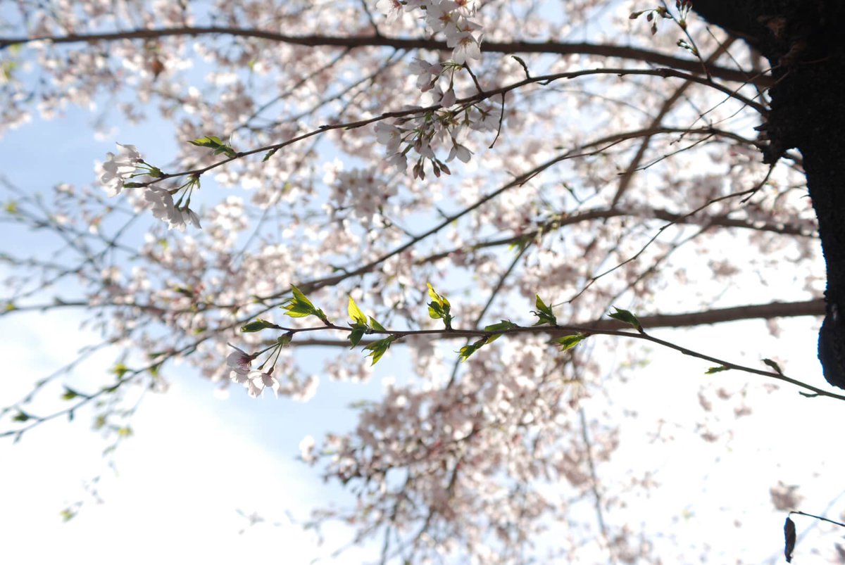 f:id:hachi-log:20220401210703j:plain