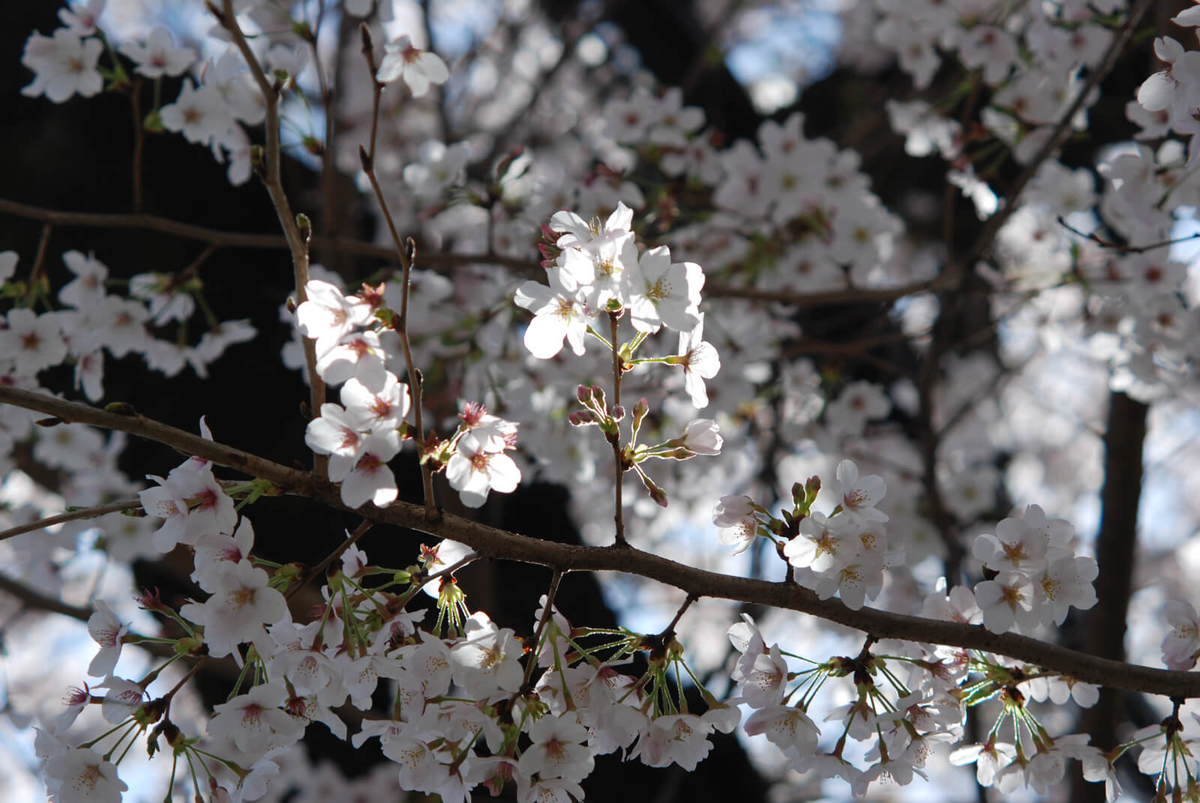 f:id:hachi-log:20220401210715j:plain