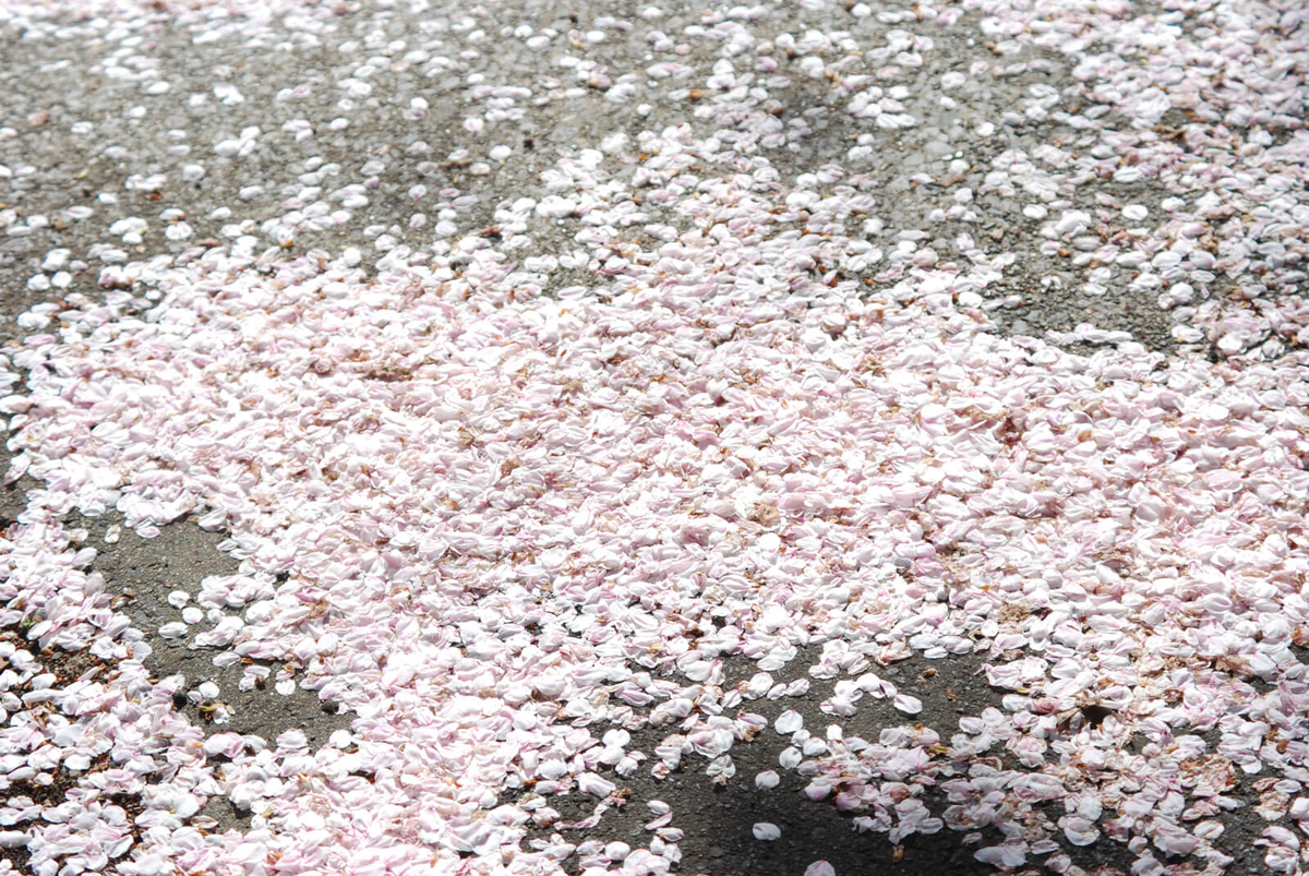 f:id:hachi-log:20220401210722j:plain
