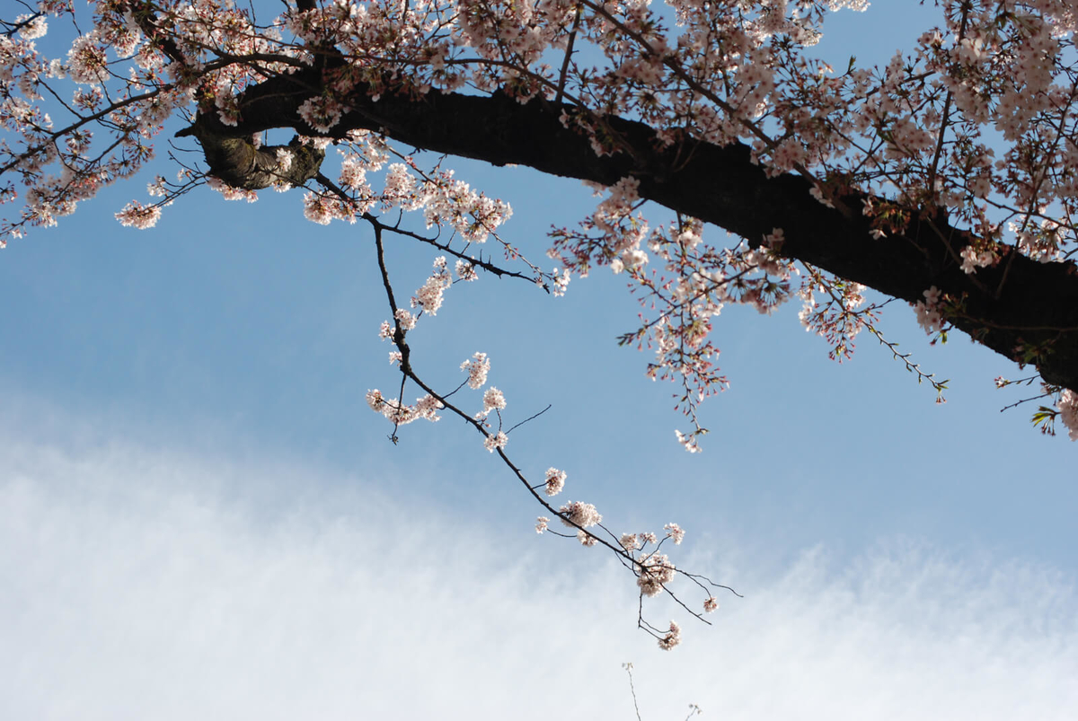 f:id:hachi-log:20220401210726j:plain