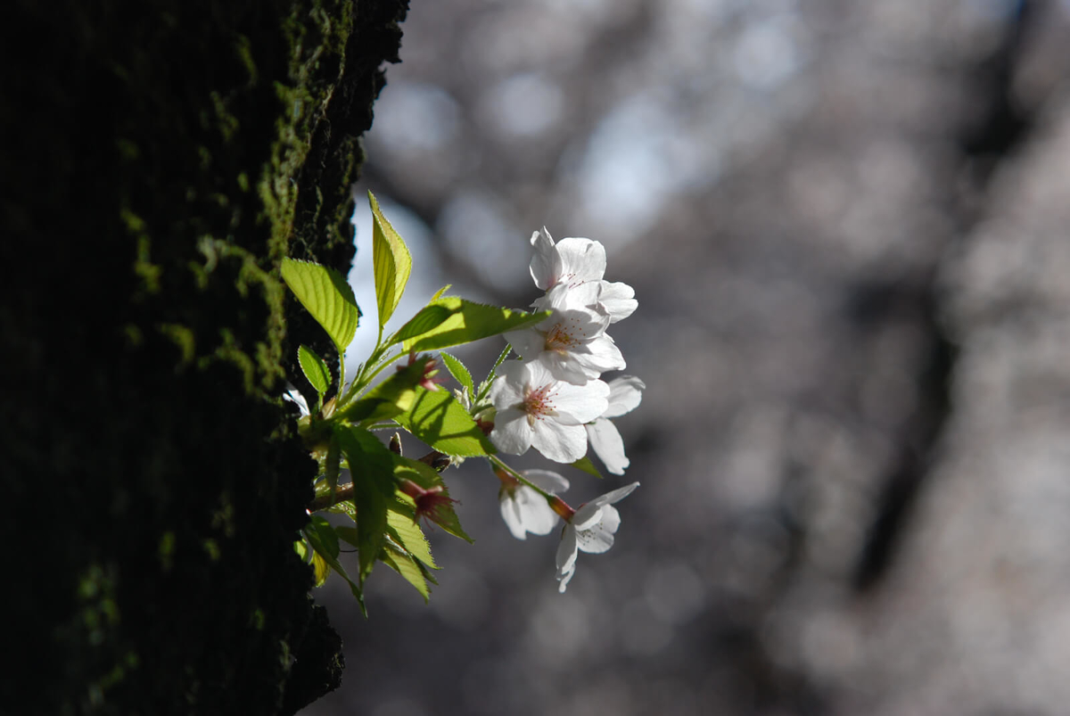 f:id:hachi-log:20220401210730j:plain