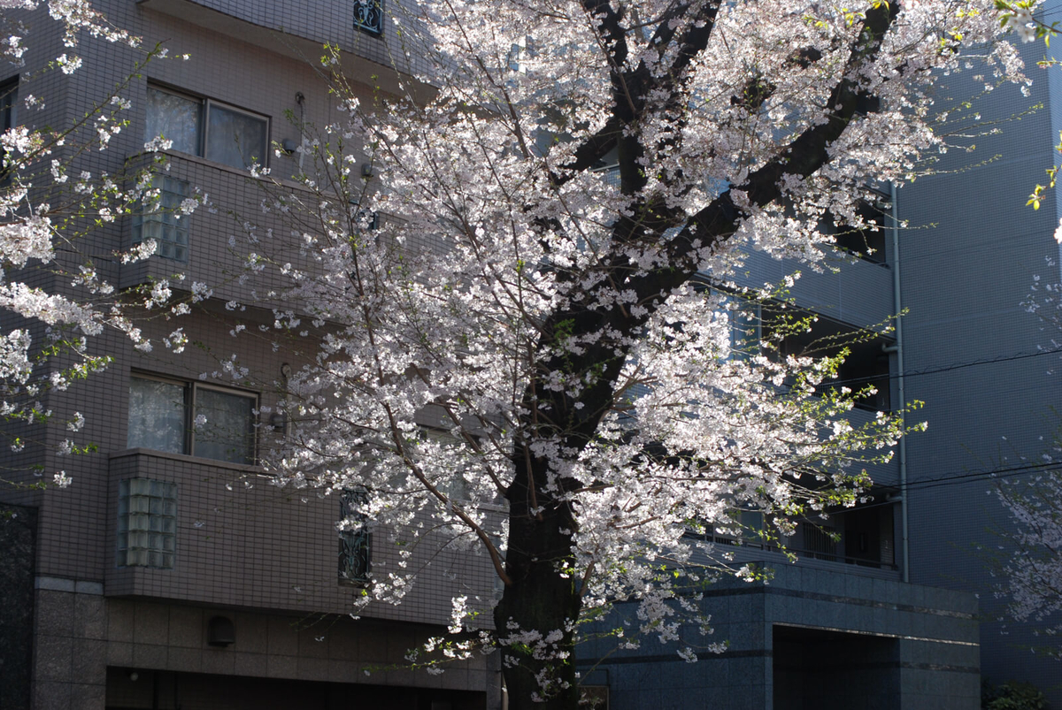 f:id:hachi-log:20220401210736j:plain