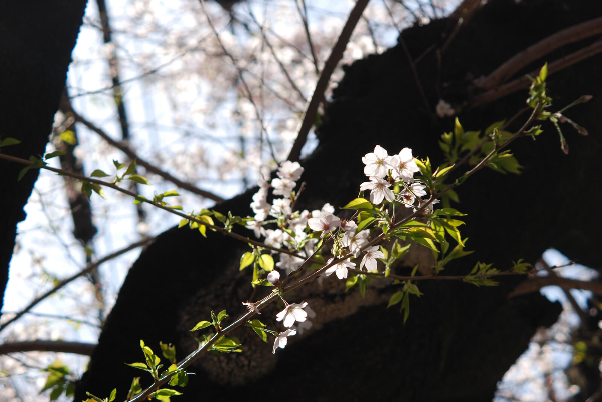 f:id:hachi-log:20220401210741j:plain