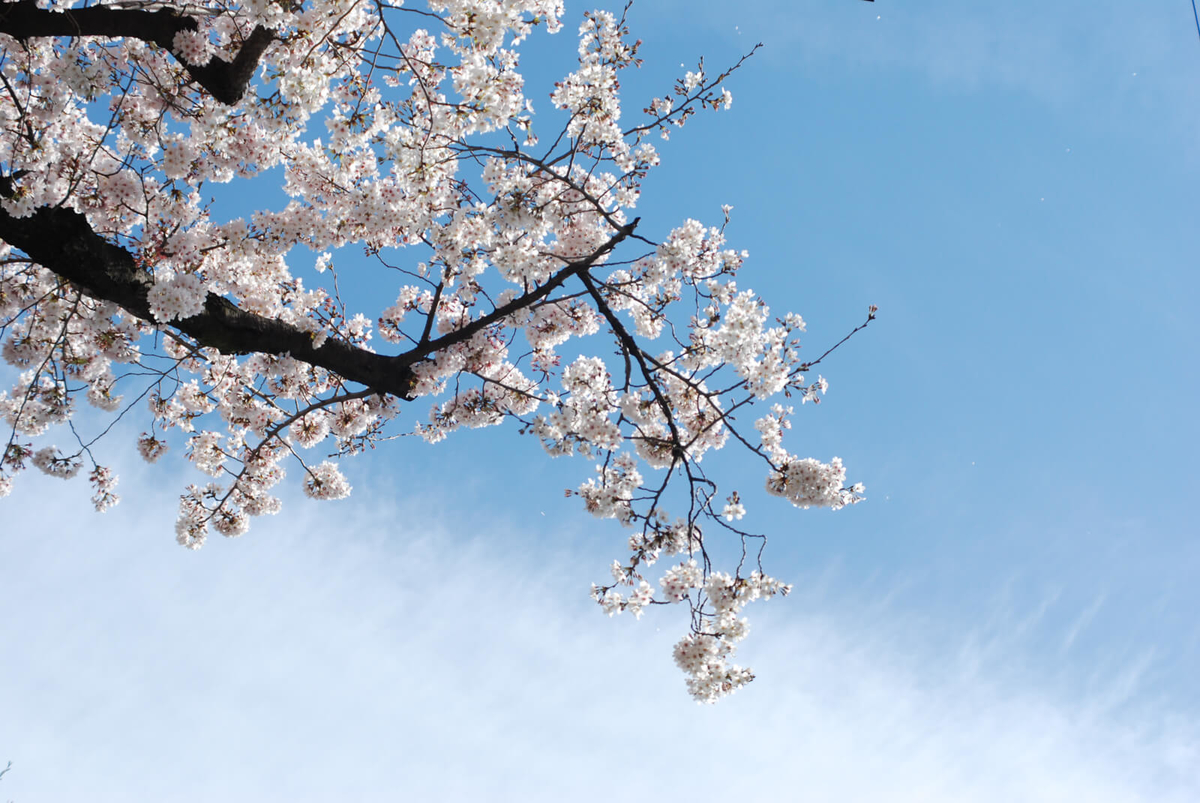 f:id:hachi-log:20220401210746j:plain