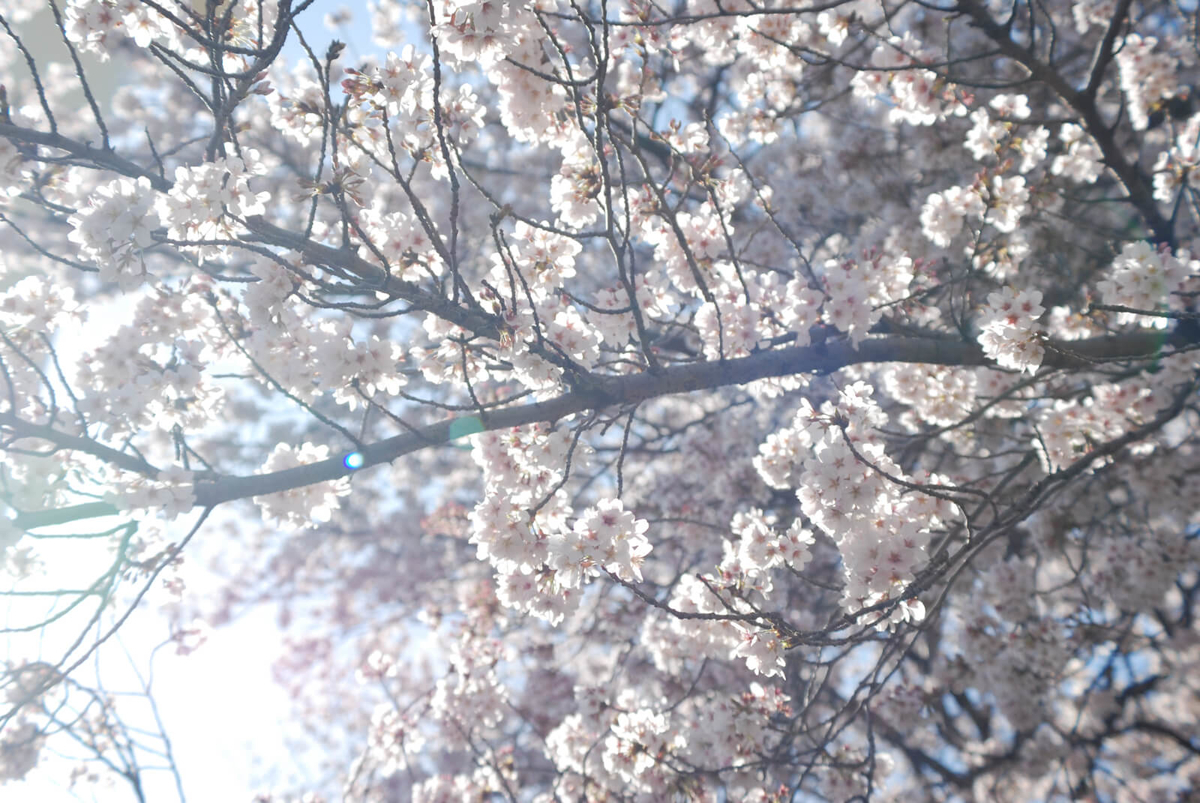 f:id:hachi-log:20220401210800j:plain