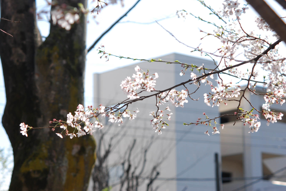 f:id:hachi-log:20220401210809j:plain