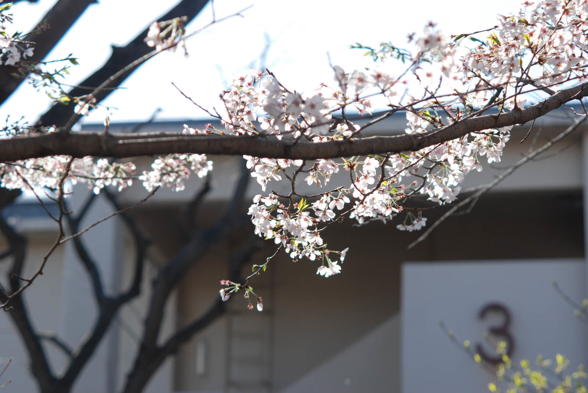f:id:hachi-log:20220401210817j:plain