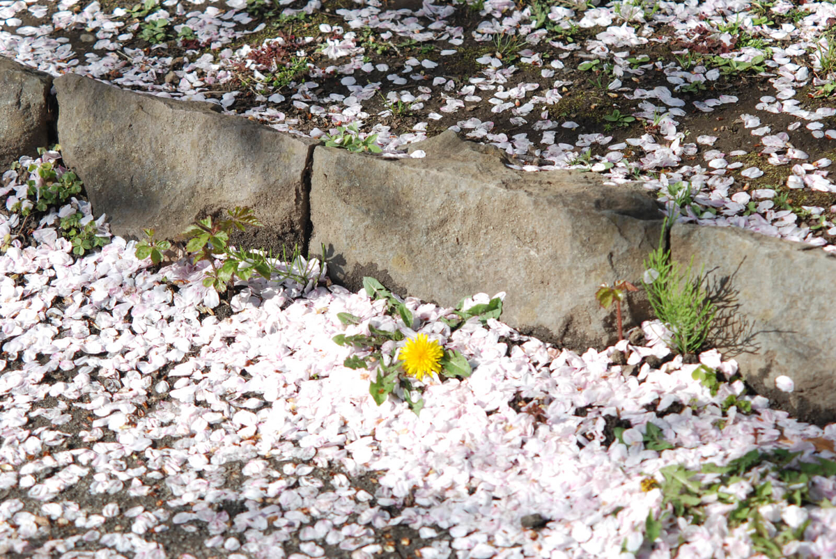 f:id:hachi-log:20220401210823j:plain