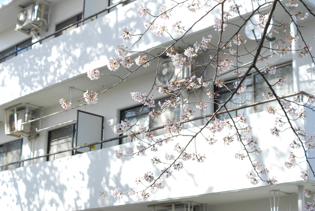 f:id:hachi-log:20220401210829j:plain
