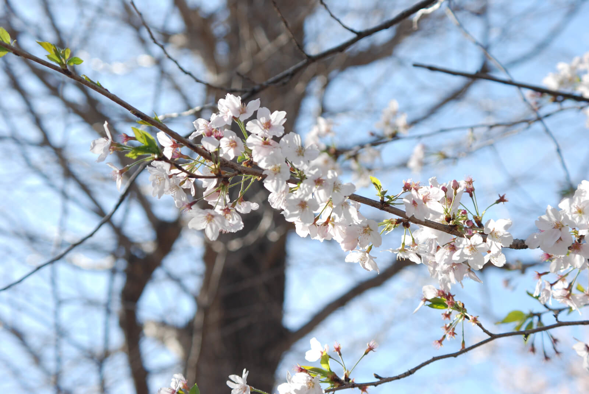 f:id:hachi-log:20220401210833j:plain