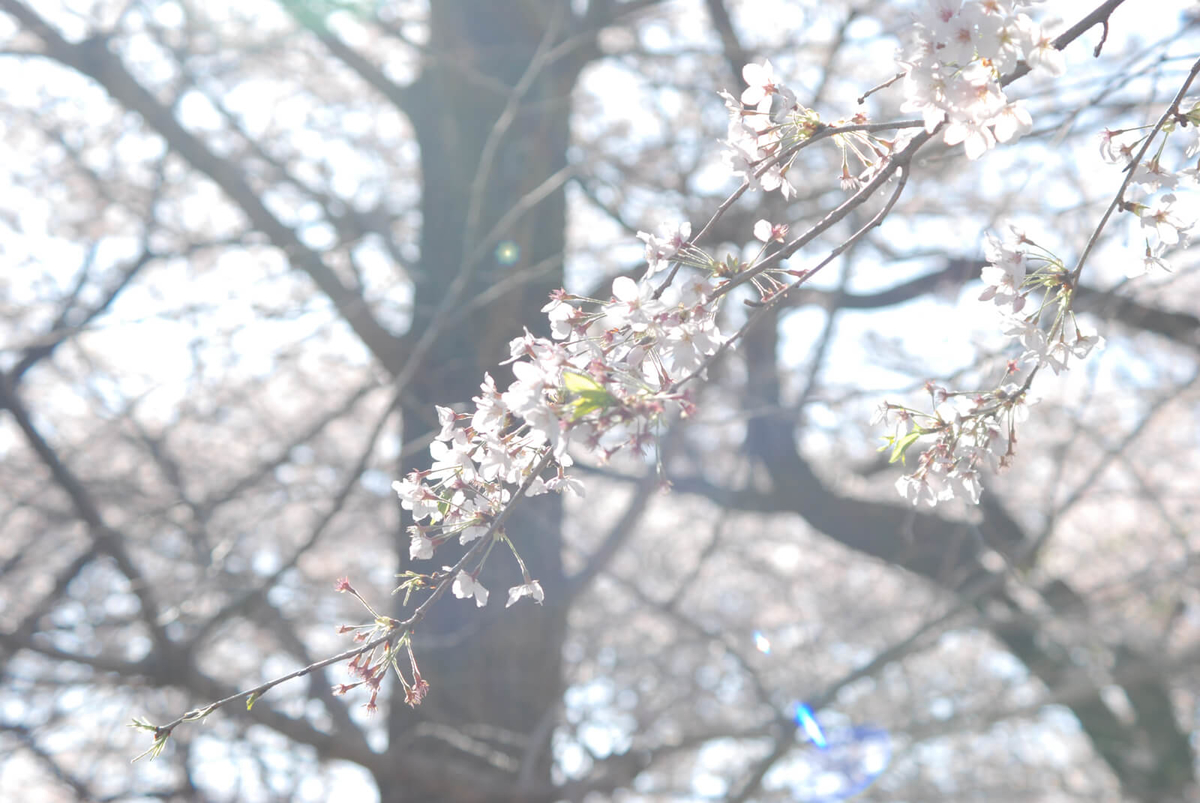 f:id:hachi-log:20220401210837j:plain