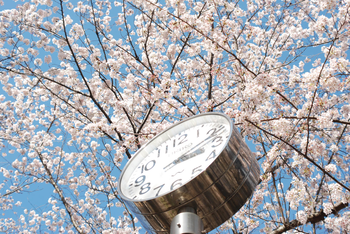 f:id:hachi-log:20220401210843j:plain