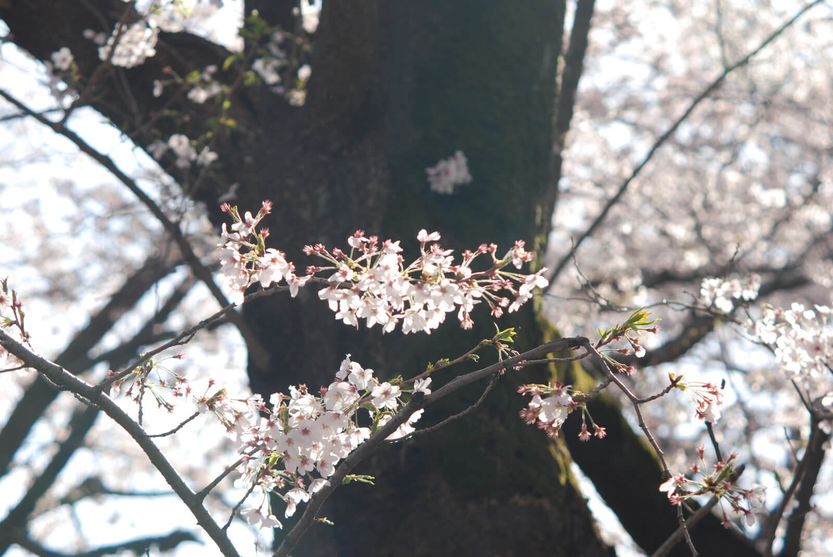 f:id:hachi-log:20220401210848j:plain