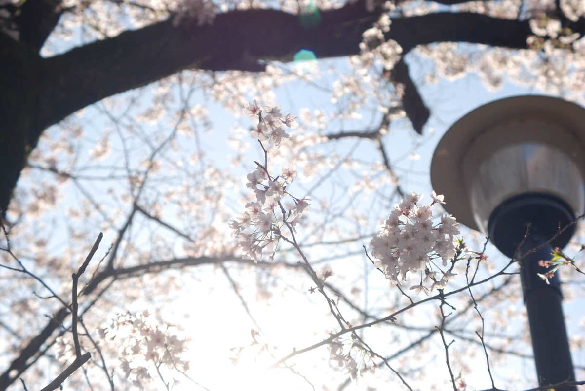 f:id:hachi-log:20220401210855j:plain