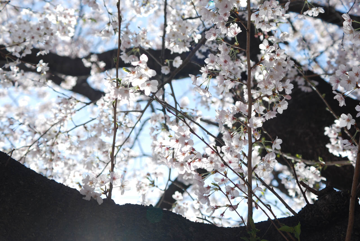 f:id:hachi-log:20220401210904j:plain