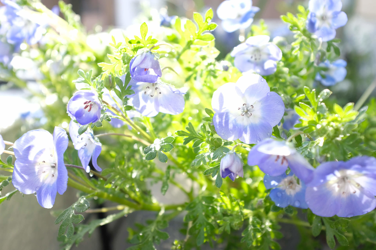 f:id:hachi-log:20220413103730j:plain