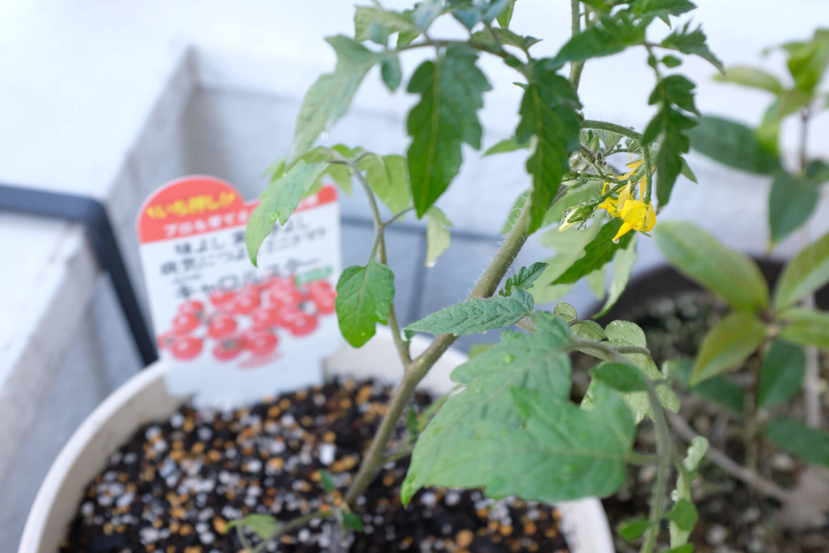 f:id:hachi-log:20220413103826j:plain