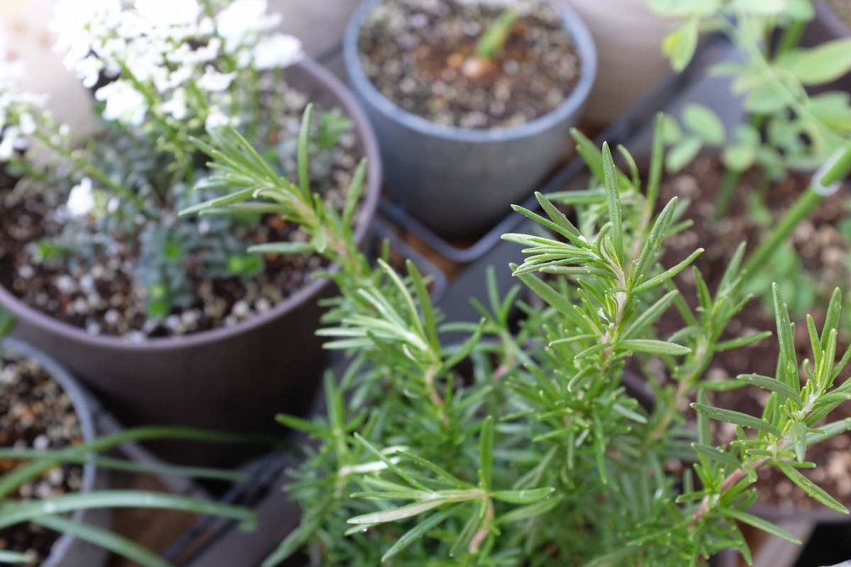 f:id:hachi-log:20220413103831j:plain