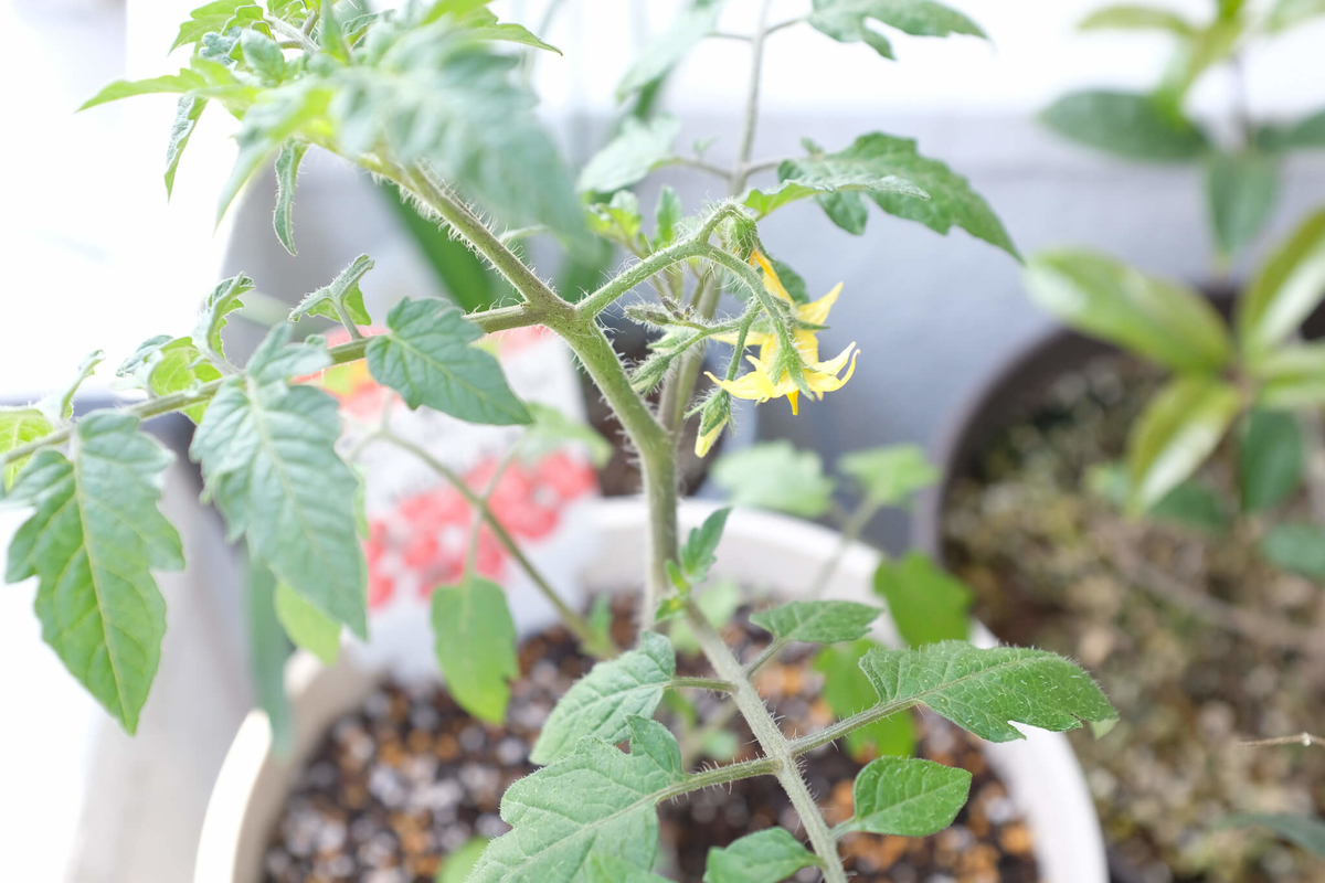 f:id:hachi-log:20220413103908j:plain