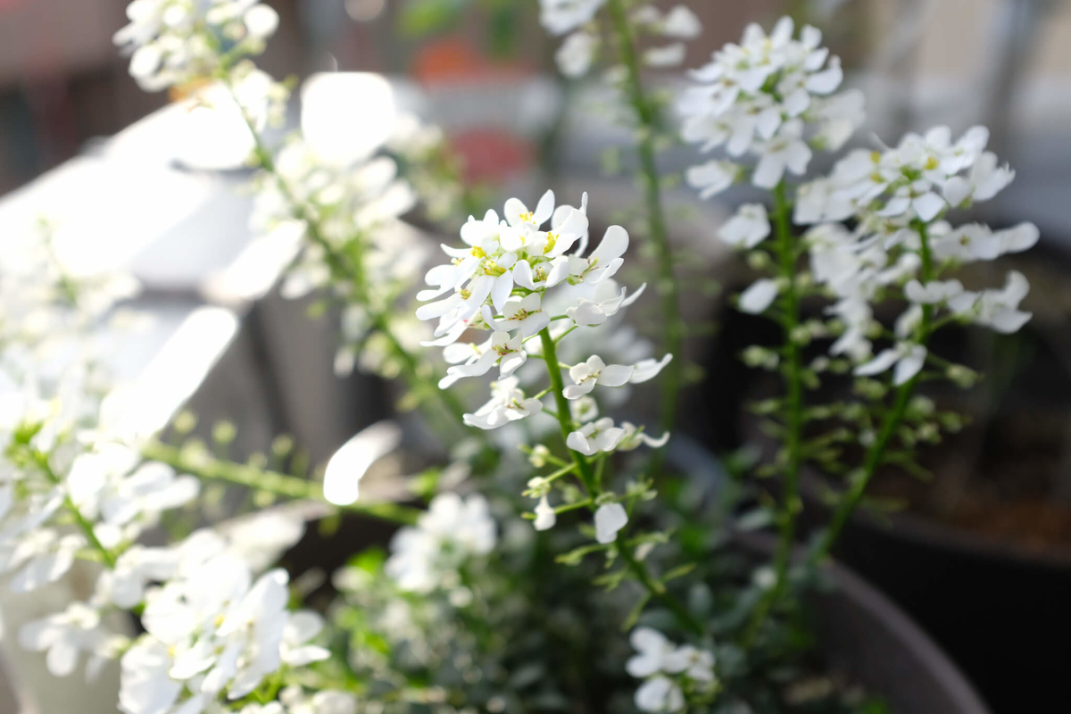 f:id:hachi-log:20220413103913j:plain