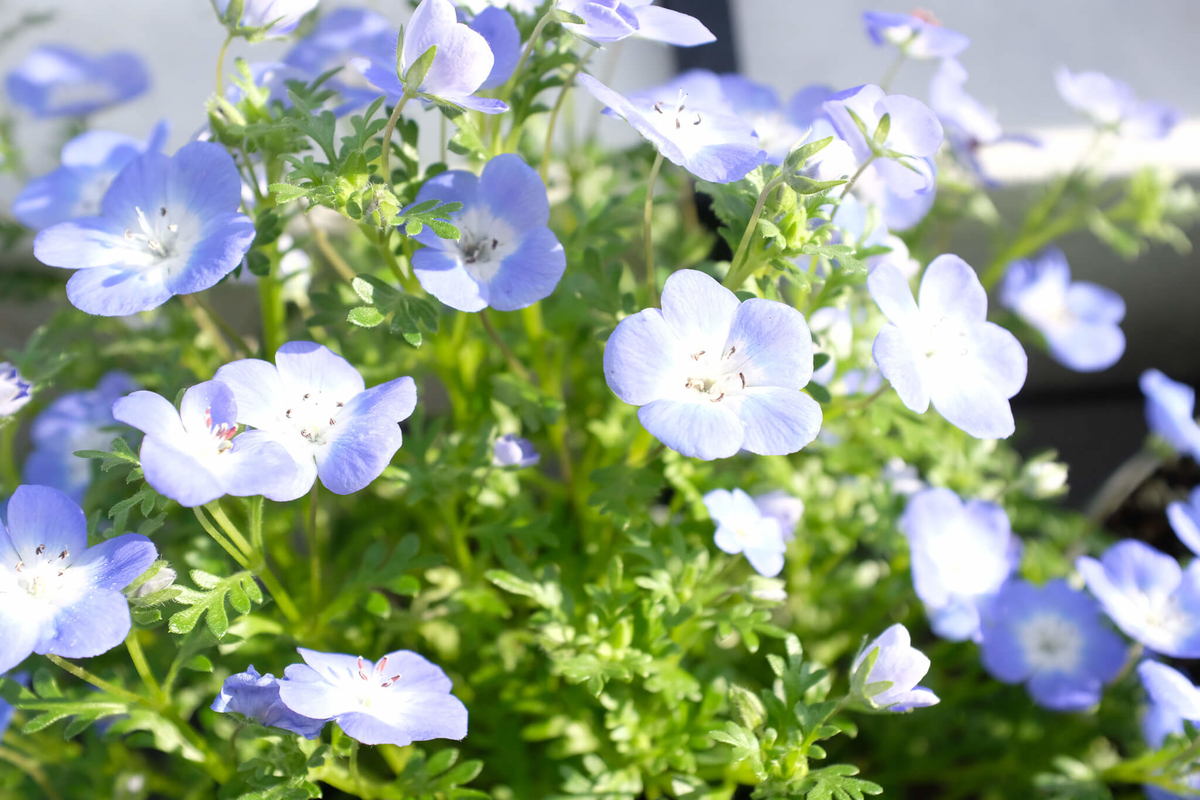 f:id:hachi-log:20220413103918j:plain