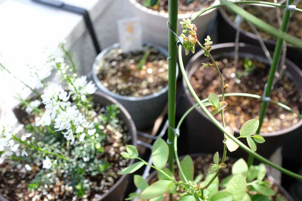 f:id:hachi-log:20220413103935j:plain