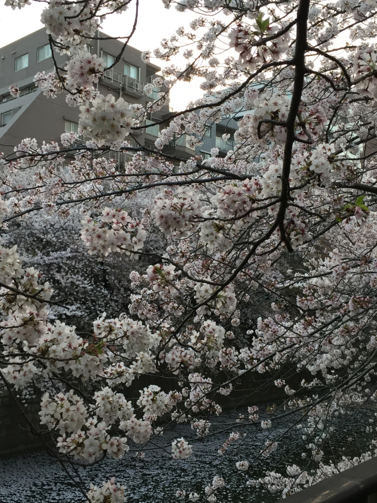 f:id:hachi555:20170415054532j:plain