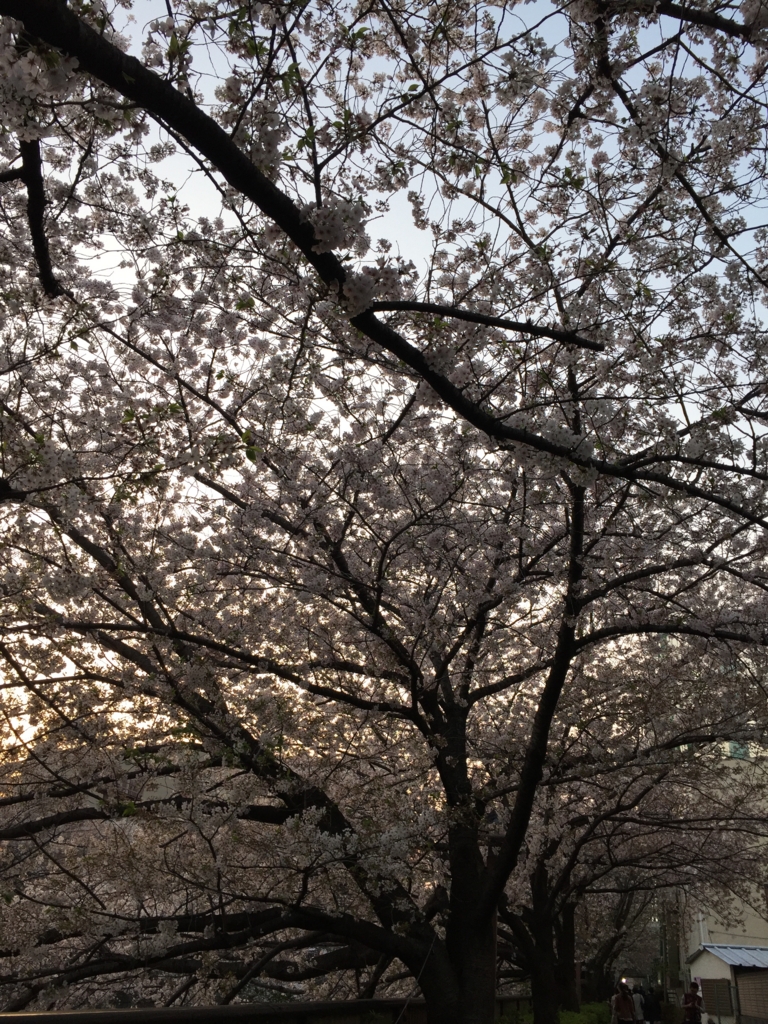 f:id:hachi555:20170415054845j:plain