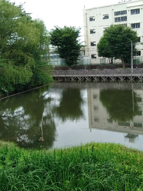f:id:hachi555:20170703194537j:image f:id:hachi555:20170703194537j:image