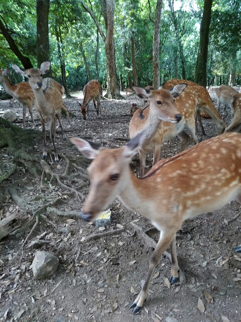 f:id:hachi555:20170821082807j:image