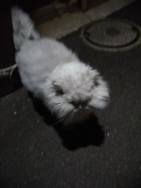 f:id:hachi555:20180116081706j:image