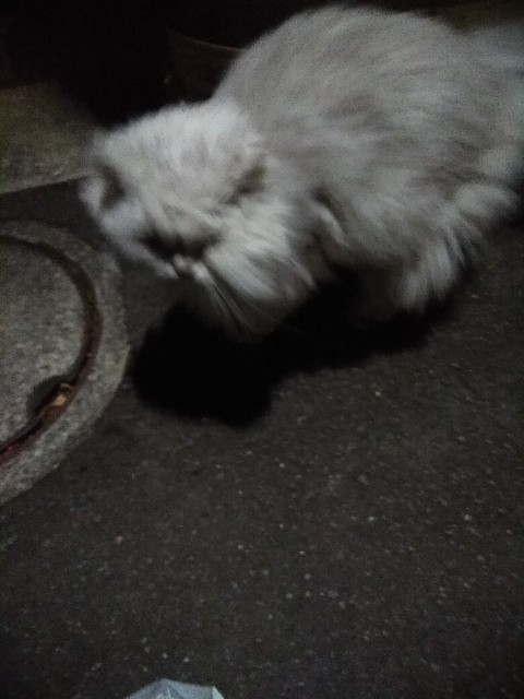 f:id:hachi555:20180116081826j:image