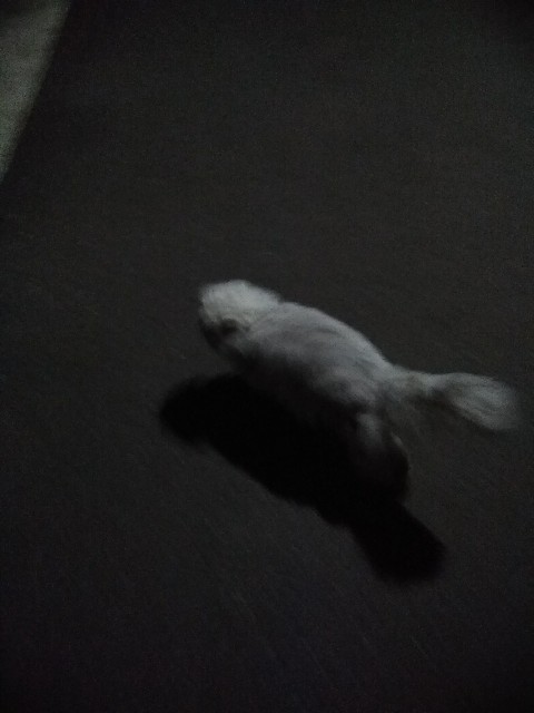 f:id:hachi555:20180220064731j:image f:id:hachi555:20180220064731j:image