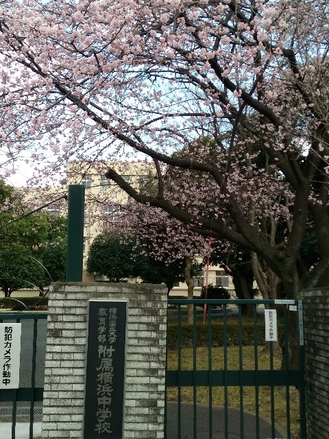 f:id:hachi555:20180312064552j:image