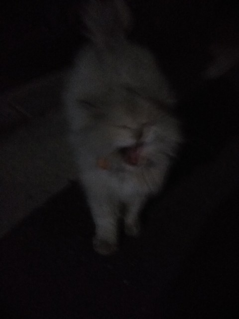 f:id:hachi555:20180405082342j:image