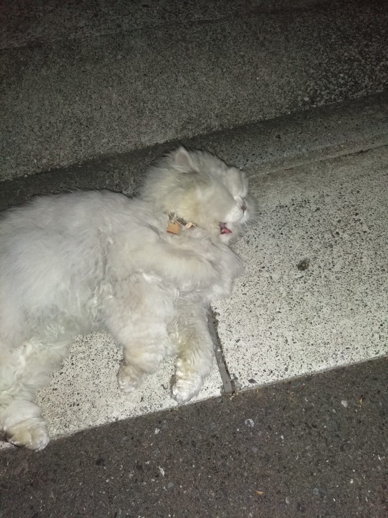 f:id:hachi555:20180408112114j:plain