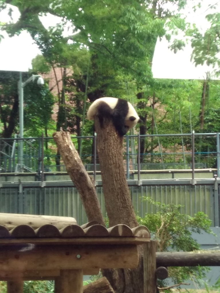 f:id:hachi555:20180504084656j:plain f:id:hachi555:20180504084656j:plain