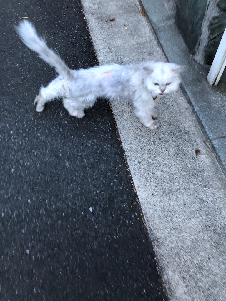 f:id:hachi555:20180710215953j:image f:id:hachi555:20180710215953j:image