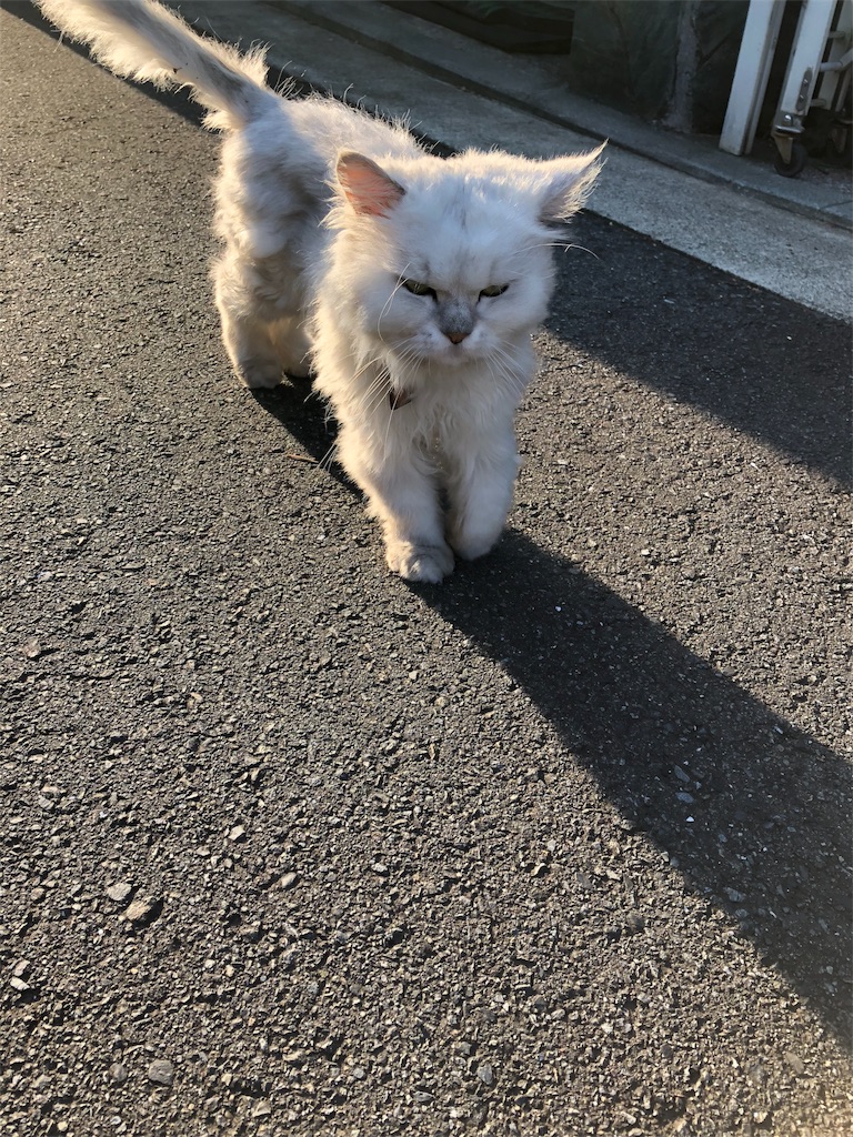 f:id:hachi555:20180720100126j:image