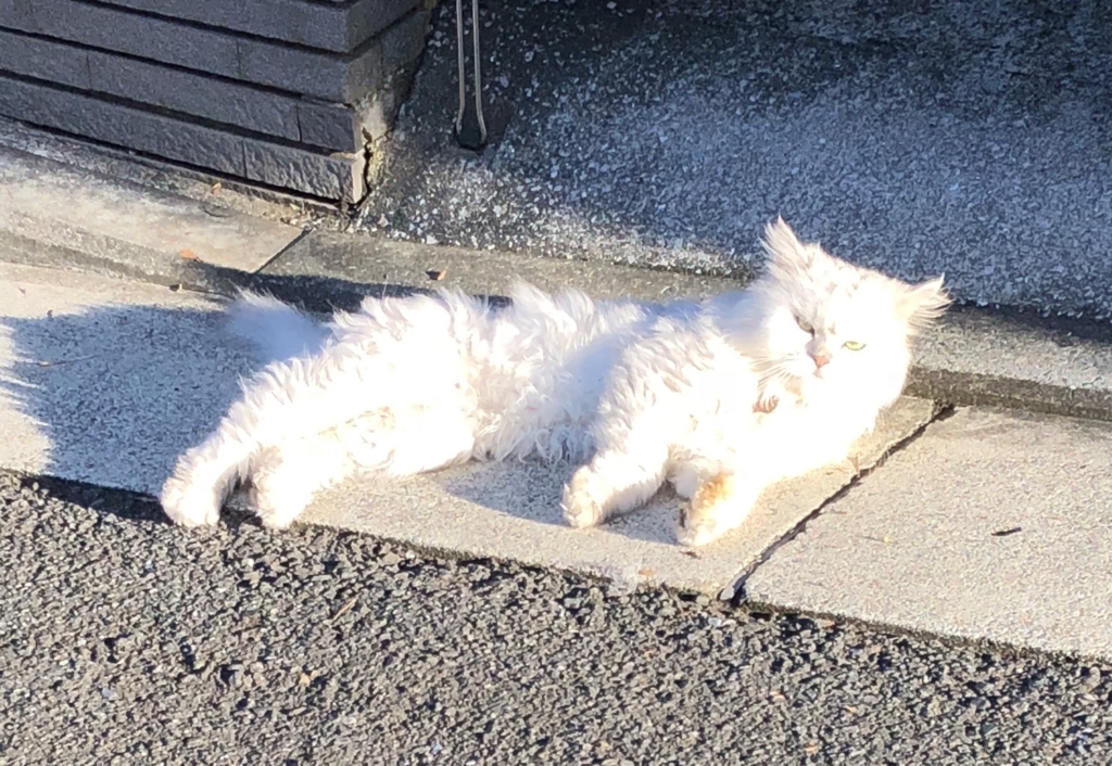 f:id:hachi555:20180814103039j:plain f:id:hachi555:20180814103039j:plain