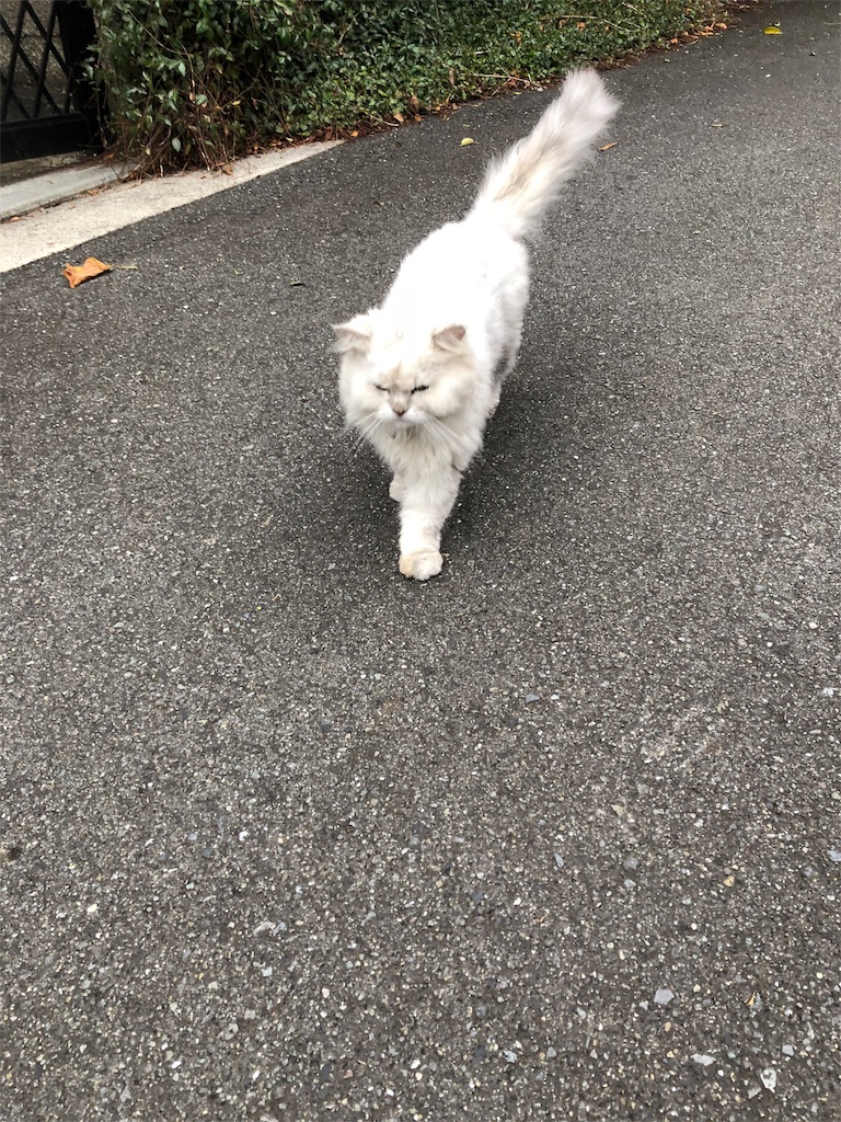 f:id:hachi555:20180903080505j:image f:id:hachi555:20180903080505j:image