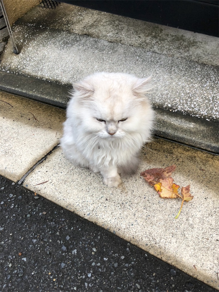 f:id:hachi555:20180911080307j:image