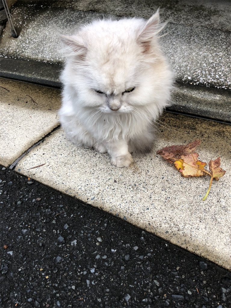 f:id:hachi555:20180911080501j:image