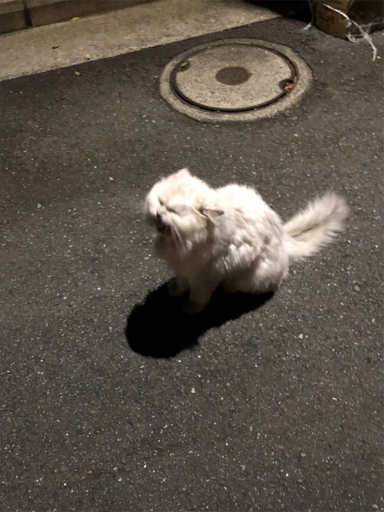 f:id:hachi555:20181014164127j:image f:id:hachi555:20181014164127j:image