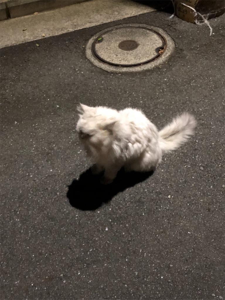 f:id:hachi555:20181014164132j:image f:id:hachi555:20181014164132j:image