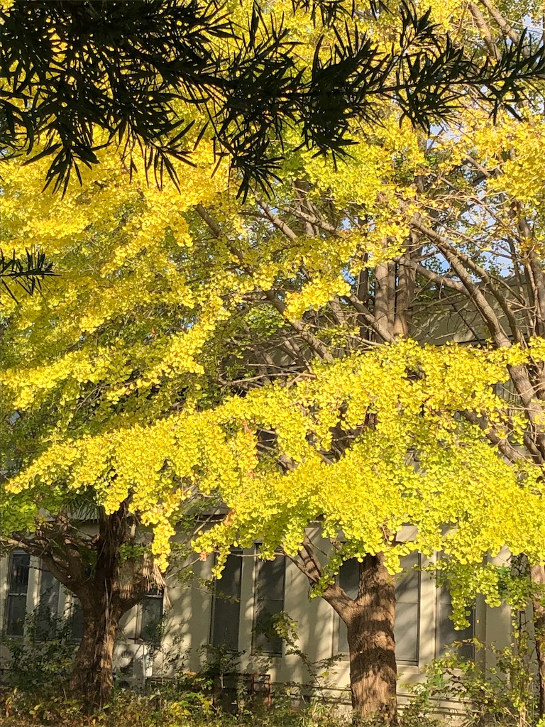 f:id:hachi555:20181111165537j:image f:id:hachi555:20181111165537j:image