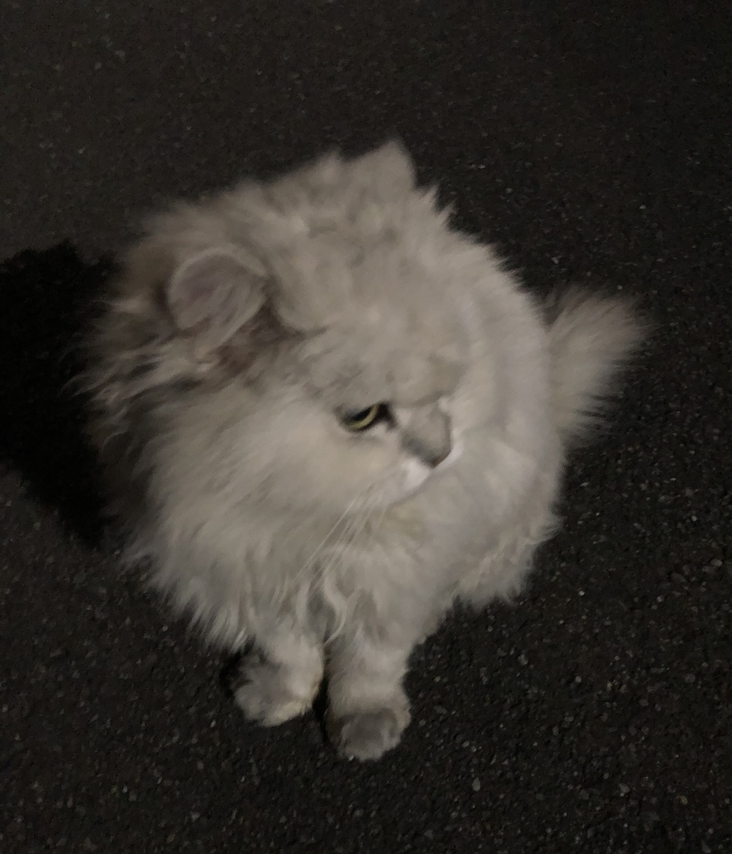 f:id:hachi555:20200112212528j:plain f:id:hachi555:20200112212528j:plain