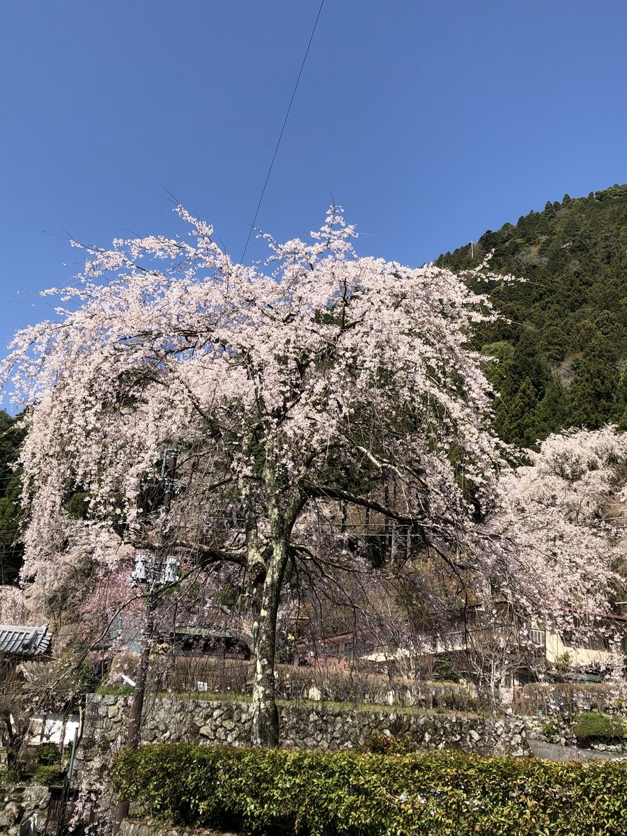 f:id:hachi555:20210414224436j:plain