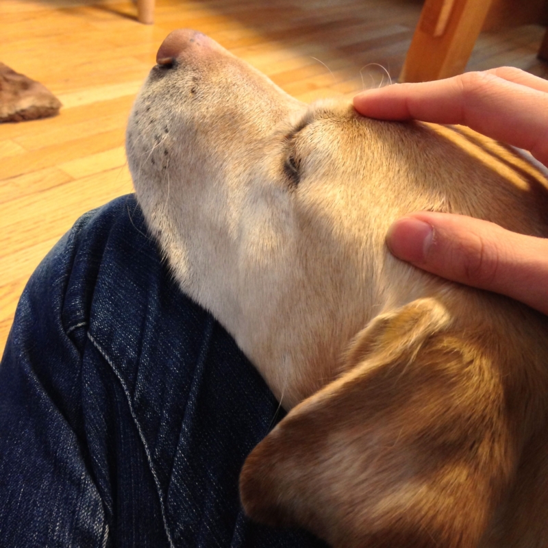 f:id:hachibeechan:20150316233607j:plain f:id:hachibeechan:20150316233607j:plain